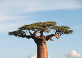 Удивительное дерево — баобаб Легенды о происхождении