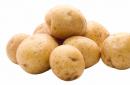 Старт в науке Как образуется крахмал в клубнях картофеля
